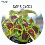 18usd Ngryise 100Pcs A Set Purple With Green Edge Color Coleus Scutellarioides Flower Hot Seed DGF-S-CYCD3