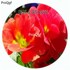 18usd Ngryise 100Pcs A Set Red Color Primula Malacoides Flower Hot Seed DGF-S-BCHD11