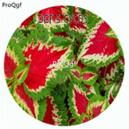 18usd Ngryise 100Pcs A Set Red With Green Color Coleus Scutellarioides Flower Hot Seed DGF-S-CYCD5
