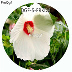 18usd Ngryise 100Pcs A Set White Color Hibiscus Moscheutos Flower Hot Seed DGF-S-FRKD4