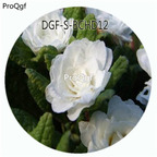 18USD Ngryise 100Pcs A Set White Color Primula Malacoides Flower Hot Seed DGF-S-BCHD12