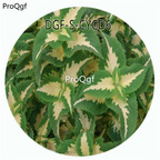 18usd Ngryise 100Pcs A Set White With Green Edge Color Coleus Scutellarioides Flower Hot Seed DGF-S-CYCD6