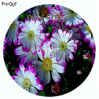 18usd Ngryise 100Pcs A Set White With Purple Edge Color Pericallis Hybrida Flower Hot Seed DGF-S-GYJD5