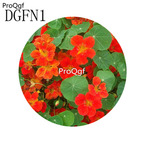 19usd Ngryise 300Pcs A Set dark red Tropaeolum Majus Flower Seed Hot
