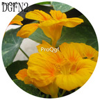 19usd Ngryise 300Pcs A Set  yellow Tropaeolum Majus Flower Seed Hot
