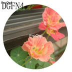 19usd Ngryise 300Pcs A Set pink Tropaeolum Majus Flower Seed Hot