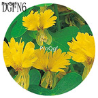 19usd Ngryise 300Pcs A Set  susu yellow Tropaeolum Majus Flower Seed Hot