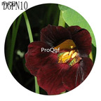 19usd Ngryise 300Pcs A Set dark brown Tropaeolum Majus Flower Seed Hot