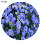 19usd Ngryise 100Pcs A Set Blue Color Novi Belgii Flower Hot Seed DGF-S-HLJD1