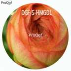 18usd Ngryise 100Pcs A Set Champagne Color Ranunculus Asiaticus Flower Hot Seed DGF-S-HMGD1