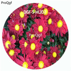 18usd Ngryise 100Pcs A Set Dark Red Color Novi Belgii Flower Hot Seed DGF-S-HLJD2