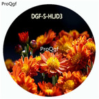 18usd Ngryise 100Pcs A Set Orange Color Novi Belgii Flower Hot Seed DGF-S-HLJD3