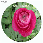 18usd Ngryise 100Pcs A Set Purple Color Ranunculus Asiaticus Flower Hot Seed DGF-S-HMGD2