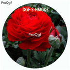 18usd Ngryise 100Pcs A Set Red Color Ranunculus Asiaticus Flower Hot Seed DGF-S-HMGD3