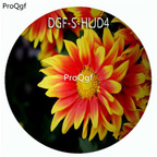 18usd Ngryise 100Pcs A Set Red With Yellow Edge Color Novi Belgii Flower Hot Seed DGF-S-HLJD4