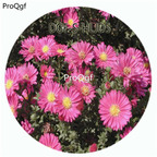 18usd Ngryise 100Pcs A Set Watermelon Red Color Novi Belgii Flower Hot Seed DGF-S-HLJD5