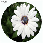 18usd Ngryise 100Pcs A Set White Color Novi Belgii Flower Hot Seed DGF-S-HLJD6
