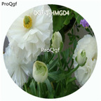 18usd Ngryise 100Pcs A Set White Color Ranunculus Asiaticus Flower Hot Seed DGF-S-HMGD4