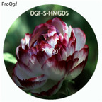 18usd Ngryise 100Pcs A Set White With Dark Red Color Ranunculus Asiaticus Flower Hot Seed DGF-S-HMGD5