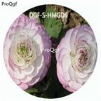 18usd Ngryise 100Pcs A Set White With Pink Edge Color Ranunculus Asiaticus Flower Hot Seed DGF-S-HMGD6