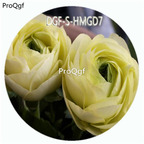 18usd Ngryise 100Pcs A Set Yellow Color Ranunculus Asiaticus Flower Hot Seed DGF-S-HMGD7