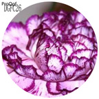 18usd Ngryise 5000Pcs A Set DGFC26 Dianthus Caryophyllus Carnation Flower Hot Seed