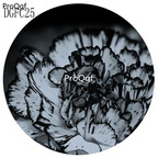 18usd Ngryise 5000Pcs A Set black Dianthus Caryophyllus Carnation Flower Hot Seed