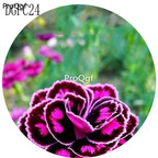 18usd Ngryise 5000Pcs A Set purple with black edge Dianthus Caryophyllus Carnation Flower Hot Seed