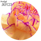 18usd Ngryise 5000Pcs A Set champagne with purple edge Dianthus Caryophyllus Carnation Flower Hot Seed