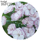 18usd Ngryise 5000Pcs A Set white little purple Dianthus Caryophyllus Carnation Flower Hot Seed