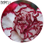 18usd Ngryise 5000Pcs A Set white red edge Dianthus Caryophyllus Carnation Flower Hot Seed