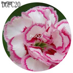 18usd Ngryise 5000Pcs A Set many color choice Dianthus Caryophyllus Carnation Flower Hot Seed