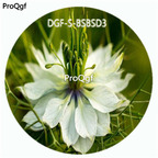 18usd Ngryise 3000Pcs A Set White purple blue choice Color Nigella Damascena Grass Hot Seed DGF-S-BSBSD3