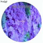19usd Ngryise 100Pcs A Set Blue Color Brassica Oleracea Botrytis Vegetable Hot Seed DGF-S-HYCDD1