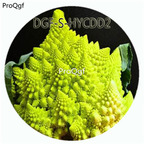 18usd Ngryise 100Pcs A Set Green Color Brassica Oleracea Botrytis Vegetable Hot Seed DGF-S-HYCDD2