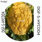 18usd Ngryise 100Pcs A Set Yellow Color Brassica Oleracea Botrytis Vegetable Hot Seed DGF-S-HYCDD4