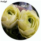 18usd Ngryise 100Pcs A Set Yellow Color Ranunculus Asiaticus Flower Hot Seed DGF-S-HMGD7