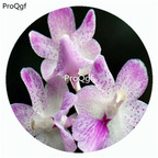 59usd Ngryise 50Pcs A Set Aerides falcata Orchid Flower Hot Seed DGF-S-LKD02