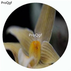 25usd 50Pcs A Set Bulbophyllu mlobbii variant Orchid Flower Hot Seed DGF-S-LKD03