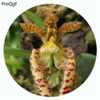 50Pcs A Set Bulbophyllum colomaculosum Orchid Flower Hot Seed DGF-S-LKD04