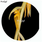 59usd Ngryise 50Pcs A Set Bulbophyllum nigrescens Orchid Flower Hot Seed DGF-S-LKD05