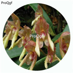 18usd Ngryise 50Pcs A Set Bulbophyllum umbellatum Orchid Flower Hot Seed DGF-S-LKD06