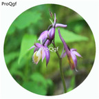 18usd Ngryise 50Pcs A Set Calanthe alpina Hook Orchid Flower Hot Seed DGF-S-LKD07