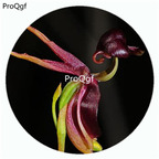 18usd Ngryise 50Pcs A Set Caleana major Orchid Flower Hot Seed DGF-S-LKD08