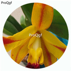 18usd Ngryise 50Pcs A Set Cattleya hybrida Orchid Flower Hot Seed DGF-S-LKD09