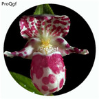 18usd Ngryise 50Pcs A Set Chypripedium macranthum Orchid Flower Hot Seed DGF-S-LKD10
