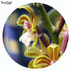 18usd Ngryise 50Pcs A Set Cleisostoma birmanicum Orchid Flower Hot Seed DGF-S-LKD11