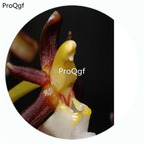 18usd Ngryise 50Pcs A Set Cleisostoma fuerstenbergianum Orchid Flower Hot Seed DGF-S-LKD12