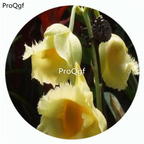 18usd Ngryise 50Pcs A Set Clowesia jumbo Grace Orchid Flower Hot Seed DGF-S-LKD13