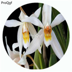 18usd Ngryise 50Pcs A Set Coelogyne viscosa Orchid Flower Hot Seed DGF-S-LKD14